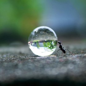 ant-water-drop_2153832i